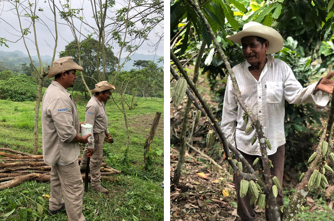 Programa 'Por amor al Cacao', Pichucalco Chiapas